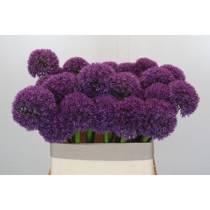 Allium Grootbloemig