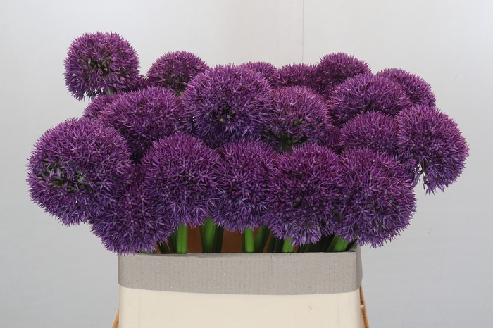 <h4>Allium Grootbloemig</h4>