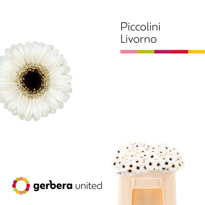 <h4>Nano Livorno Water</h4>