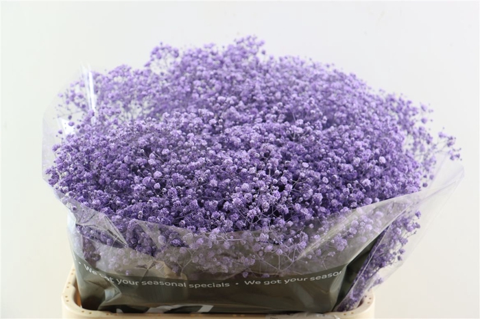 <h4>Gyps Grof Milka (dip)</h4>