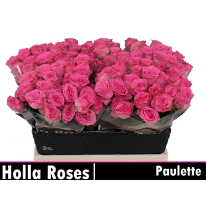 ROSA TR 'PAULETTE'