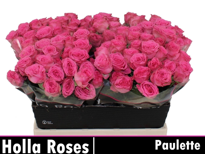 <h4>ROSA TR 'PAULETTE'</h4>