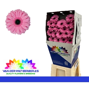 Germini Talent Diamond