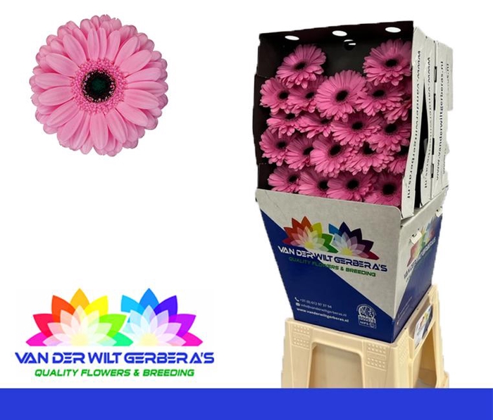 <h4>Germini Talent Diamond</h4>