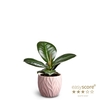 FICUS ELASTICA P7