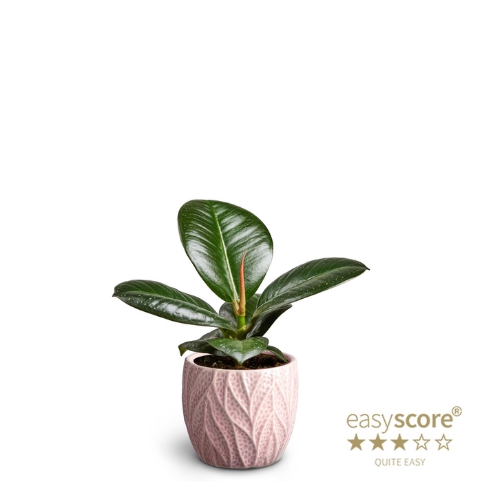 <h4>FICUS ELASTICA P7</h4>