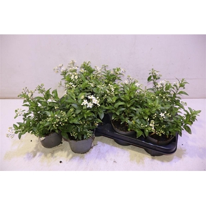 Solanum Jasminoides