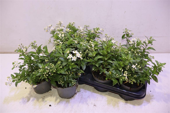 <h4>Solanum Jasminoides</h4>