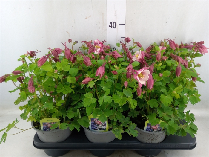 <h4>Aquilegia   ...</h4>