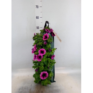 Perkplanten   ...sorted   [Bedding]