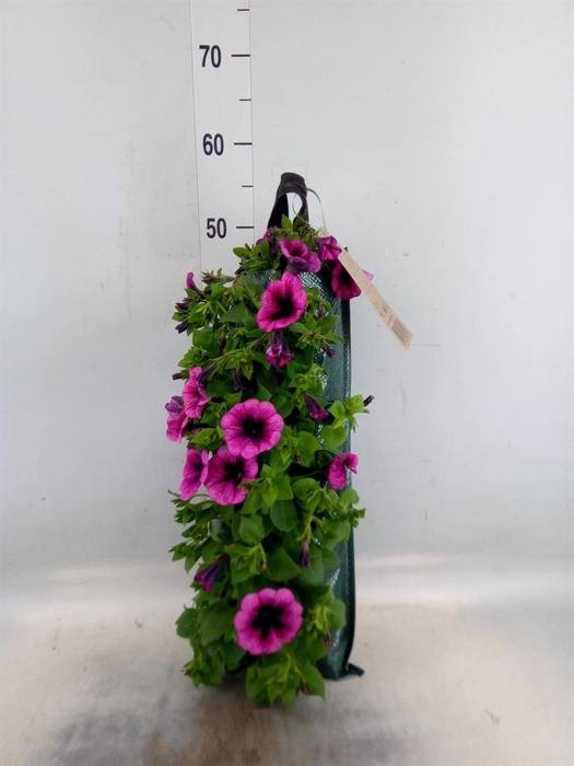 <h4>Perkplanten   ...sorted   [Bedding]</h4>