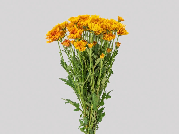 CRISANTEMO APPETIT 080 CM LARANJA