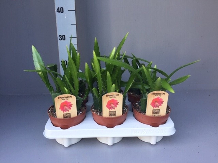 Epiphyllum