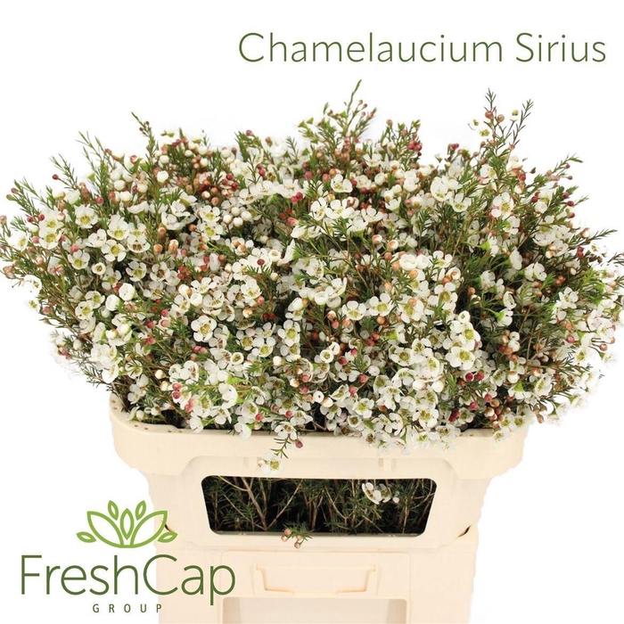 <h4>Chame Me Sirius</h4>