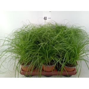 Cyperus alternifolius 'Zumula'