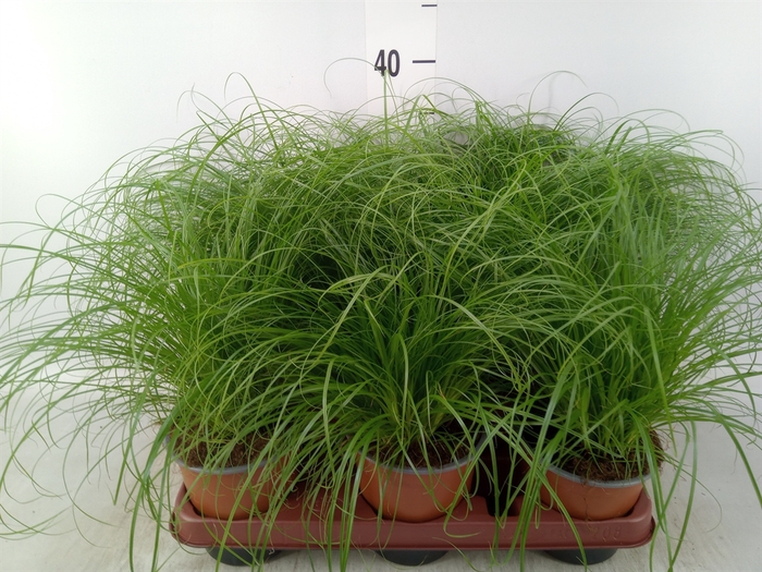<h4>Cyperus alternifolius 'Zumula'</h4>