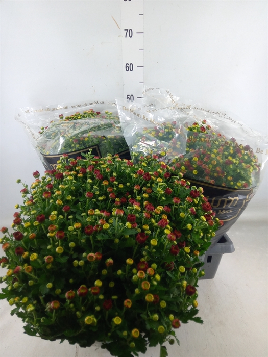 <h4>Chrysanthemum  'Tocca Orange'</h4>