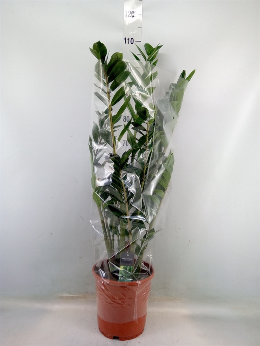 <h4>Zamioculcas zamiifolia</h4>