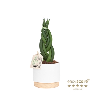 SANSEVIERIA CYLINDRICA P10 WB WHITE BRAID