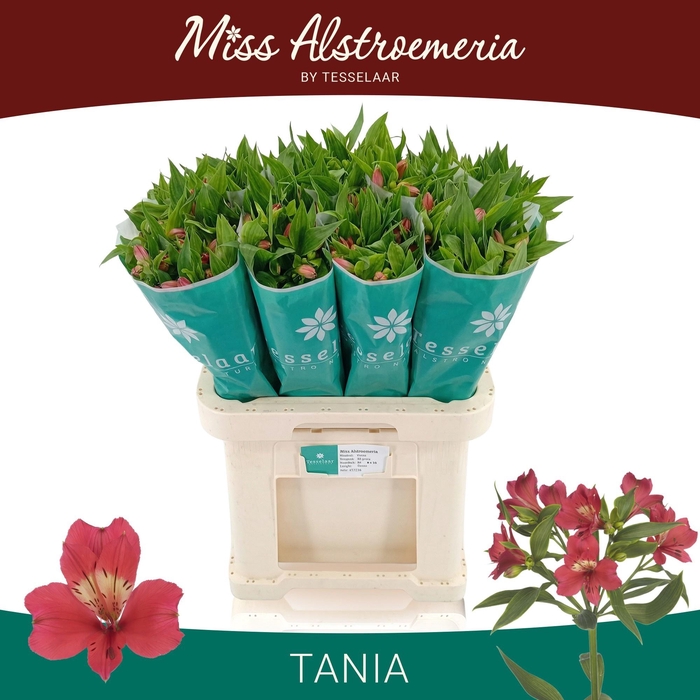 <h4>ALSTR TANIA</h4>