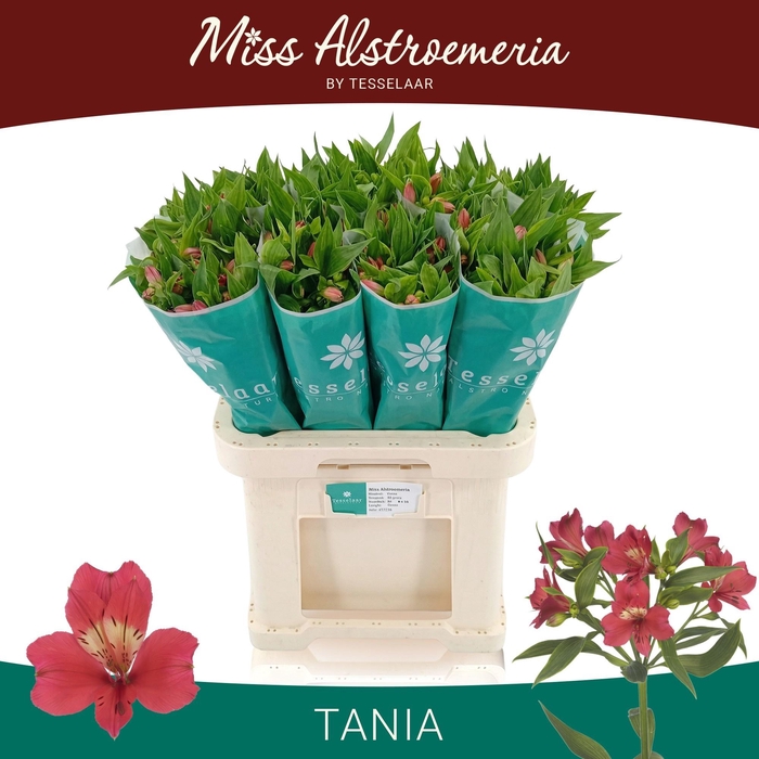 <h4>ALSTR TANIA</h4>