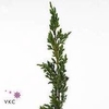 GARLAND WACHOLDER (JUNIPER)