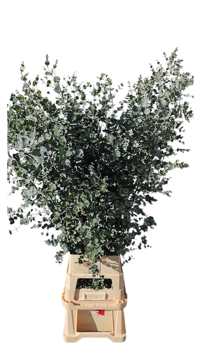 <h4>EUCA GU AZURA</h4>