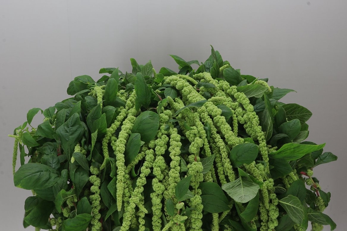 Amaranthus Ca Green Cord