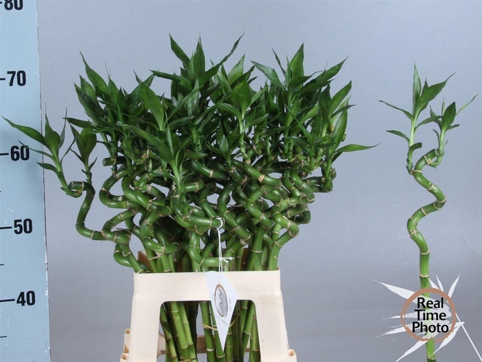 <h4>Drac Bamboo Spiraal 60 Cm</h4>