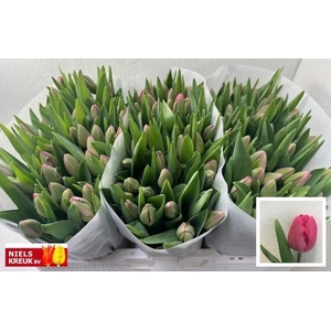 Tulipa si carola