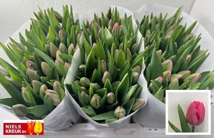 <h4>Tulipa si carola</h4>