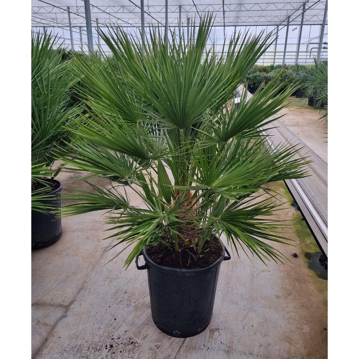 <h4>Chamaerops humilis</h4>