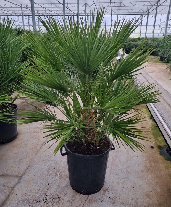 <h4>Chamaerops humilis</h4>