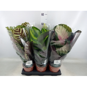 Calathea   ...mix