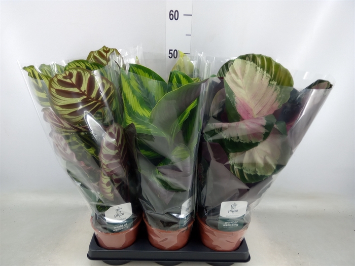 <h4>Calathea   ...mix</h4>