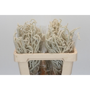 Amaranthus Yearming Desert
