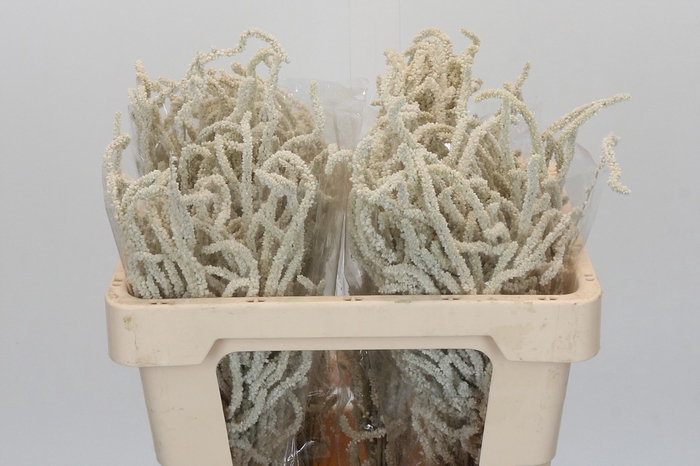 <h4>Amaranthus Yearming Desert</h4>