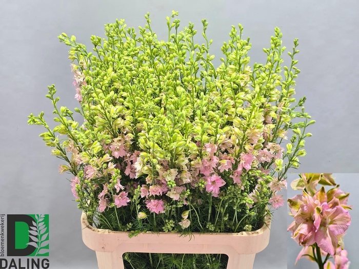 <h4>Delph Ridder Light Pink Daling</h4>