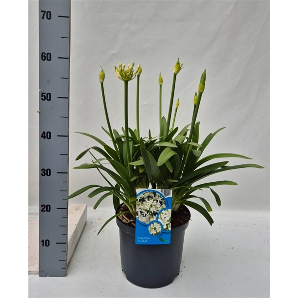 <h4>Agapanthus Snowball</h4>