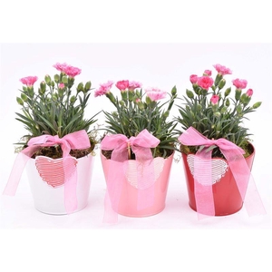 Zink hart mix pot 10cm