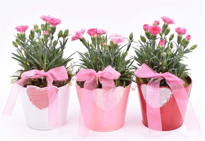 <h4>Zink hart mix pot 10cm</h4>