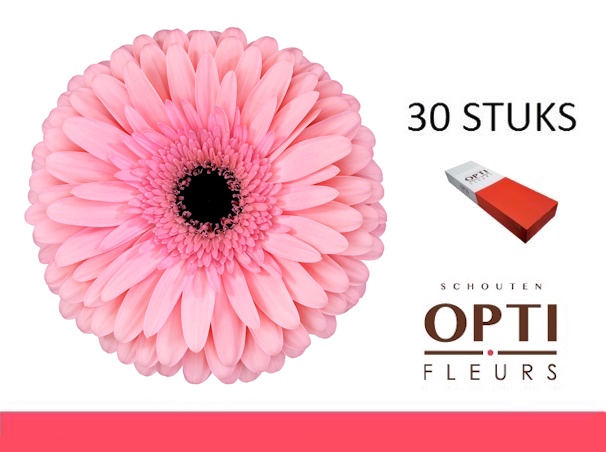 <h4>GE GR ESTRELLA-Doosx30</h4>