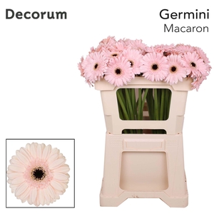 GERMINI MACARON GE MI MACARON EMMER