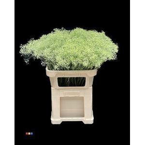 GYPS MILLION KLB MINT GROEN