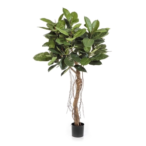 Ficus Elastica PP550065GRN