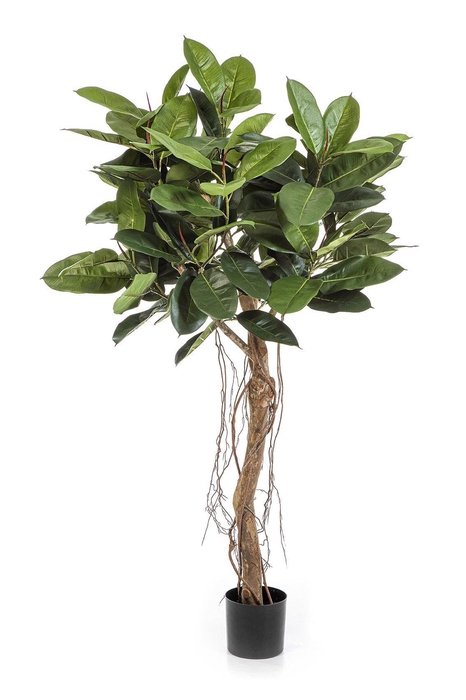 <h4>Ficus Elastica PP550065GRN</h4>