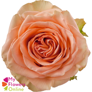 R Gr Country Home Peach 50cm EC