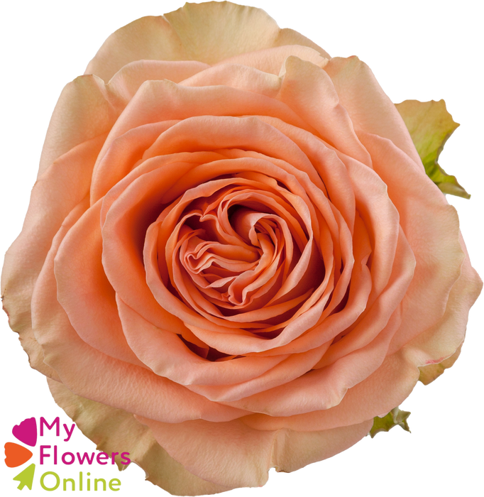 <h4>R Gr Country Home Peach 50cm EC</h4>