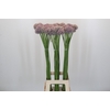Allium Ampeloprasum