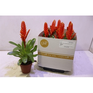 Vriesea Sparkle